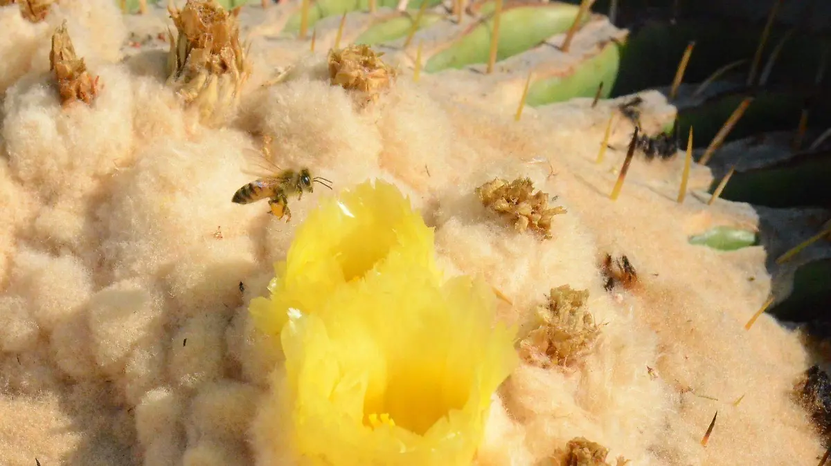 Históricamente San Juan del Río es paso de abejas.  Archivo  El Sol de San Juan del Río.